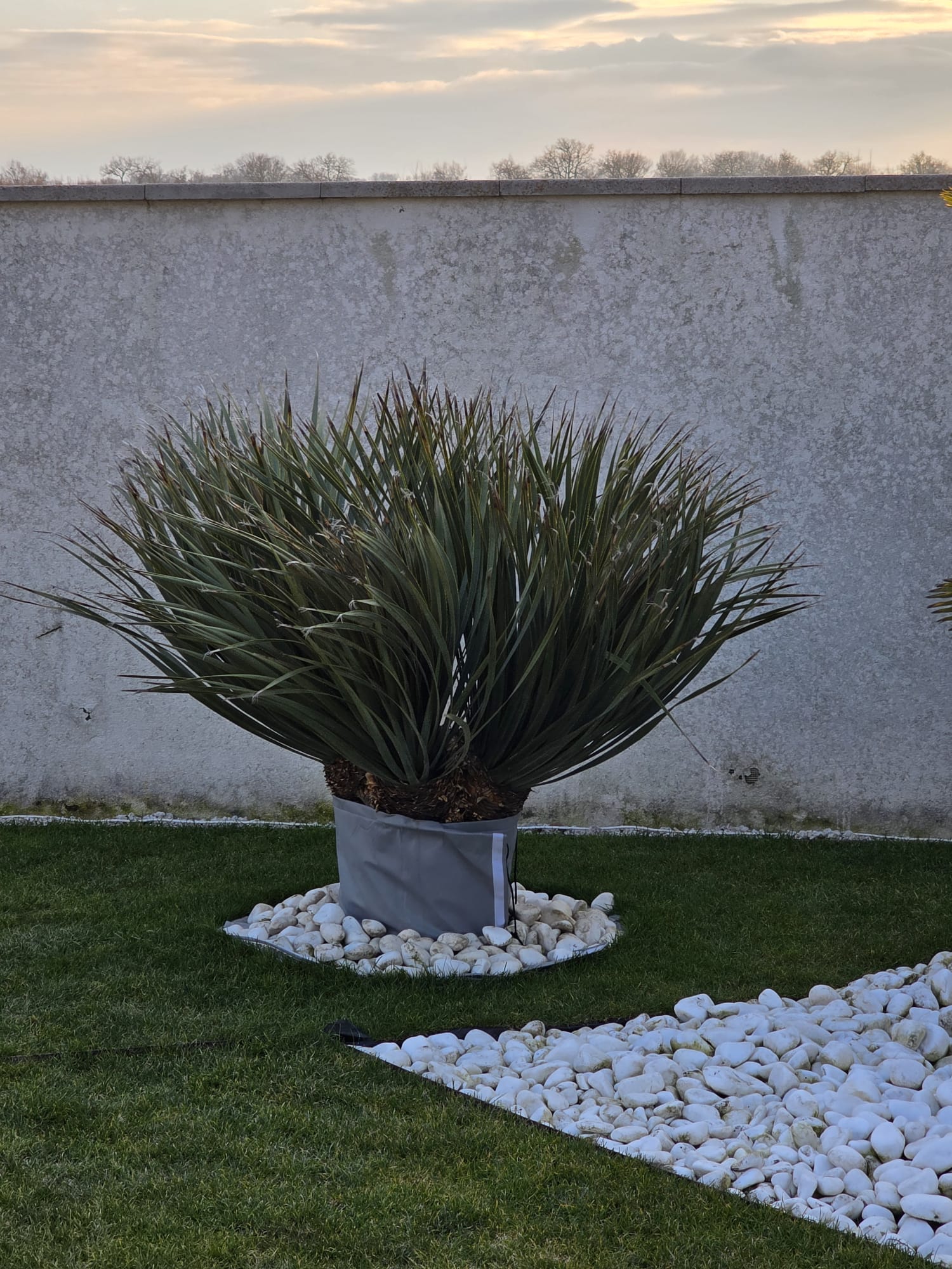 Naš dasylirion velky doma 8-2-2026